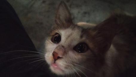 Adorable Kitten with Big Eyes Looking Upward wallpaper
