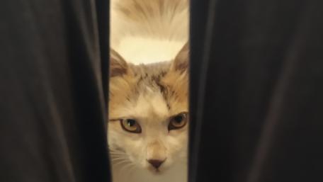 Curious Kitten Peeking Through Curtains wallpaper