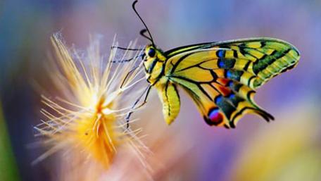 Old world swallowtail wallpaper