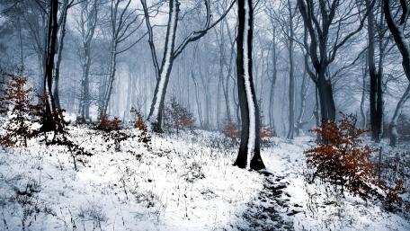 Winter Serenity in a Snowy Forest wallpaper