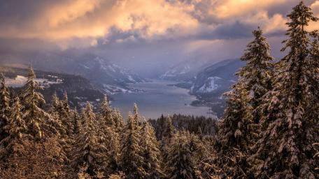 Serene Winter Landscape With Spruce Trees wallpaper
