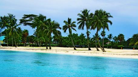 Tropical Paradise with Palm Trees and Beach View wallpaper