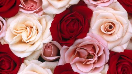 Elegant Roses in Blooming Harmony wallpaper