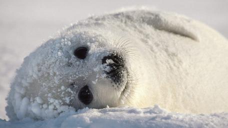Snowy Baby Seal Watching You Curiously wallpaper