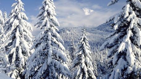 Majestic Snowy Forest Scenery wallpaper