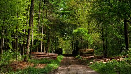 Serene Path Through Lush Green Forest wallpaper