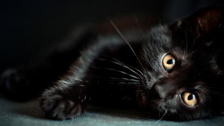 Mysterious Beauty of the Black Cat wallpaper