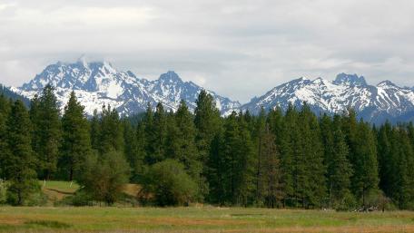 Majestic Mountains Embracing a Pine Forest Scene wallpaper
