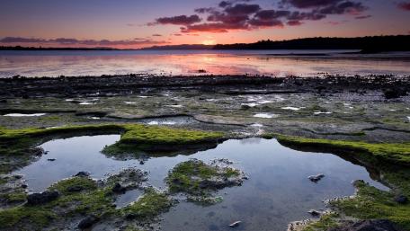 Tranquil Sunset Over Algae-laden Shoreline wallpaper