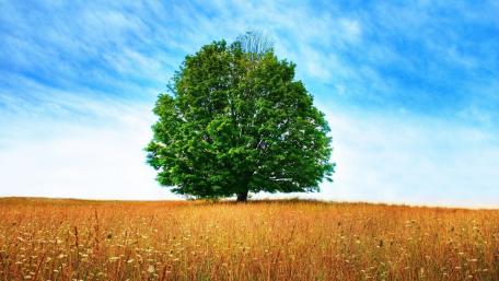 Solitary Tree in a Golden Field wallpaper