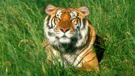 Majestic Tiger in Lush Green Grassland wallpaper