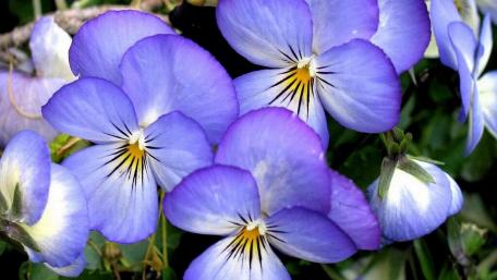 Delicate Pansies in Blooming Beauty wallpaper