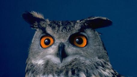 Eurasian eagle-owl wallpaper