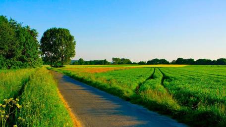 Serene Green Field with a Winding Road wallpaper