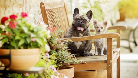 Adorable Canine Companions in a Serene Garden Scene wallpaper