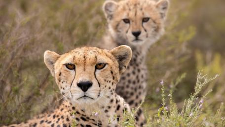 Majestic Cheetahs in the Wild wallpaper