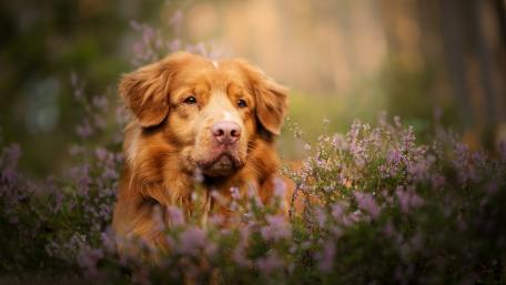 Nova Scotia Duck Tolling Retriever wallpaper