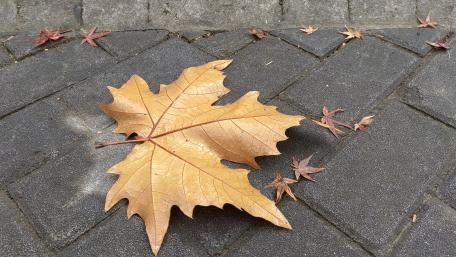 Autumn Leaves wallpaper