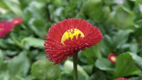 Red Flowers wallpaper