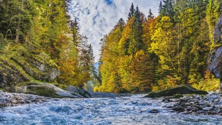 Autumn Serenity in Forest Reflection wallpaper