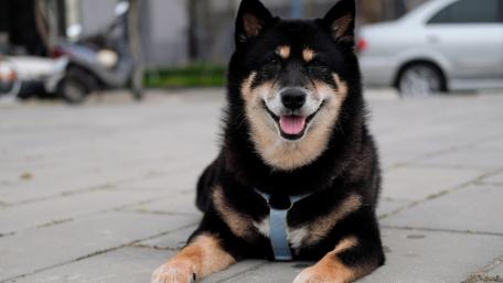 Happy Shiba Inu Enjoying a Sunny Day wallpaper