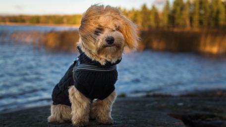 Adorable Dog in Stylish Sweater by the Water wallpaper