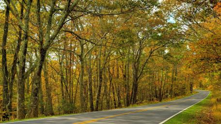 Scenic Autumn Drive Through Vibrant Forest wallpaper