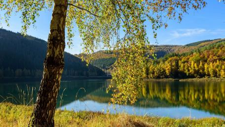Autumn birch by the lake wallpaper