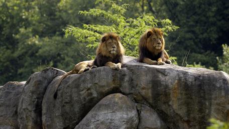 Majestic Lions Relaxing on a Craggy Rock wallpaper