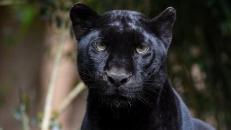 Majestic Black Panther Wallpaper wallpaper