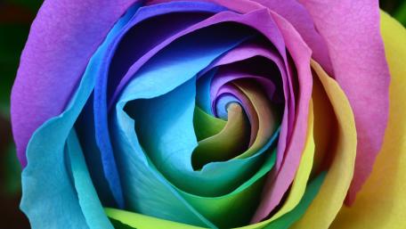 Vibrant Multicolor Rose Close-Up Wallpaper wallpaper