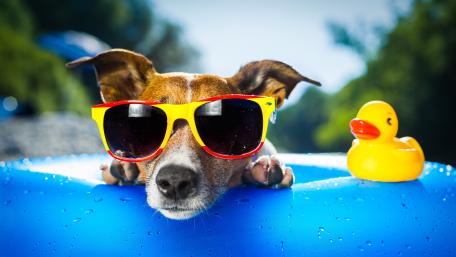 Cool Jack Russell Enjoying Summer Fun wallpaper