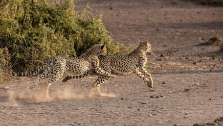 Cheetahs in Motion Running Wildly Together wallpaper
