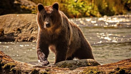 Majestic Grizzly in Nature's Embrace wallpaper