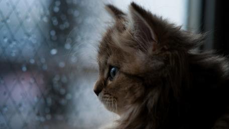 Cat's Contemplation in the Rain wallpaper