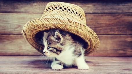 Cat under a hat wallpaper