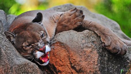 Fierce Cougar Resting on Rock wallpaper