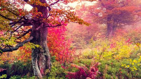 Vibrant Autumn Bliss in a Colorful Forest Scene wallpaper