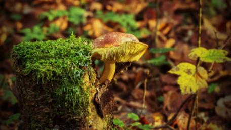 Mushroom Among the Mossy Forest Floor wallpaper