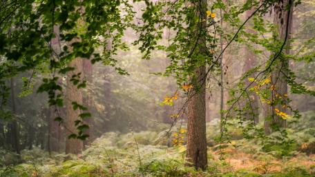 Serene Misty Forest Scene wallpaper