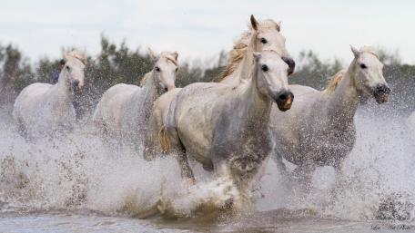 White horse herd wallpaper
