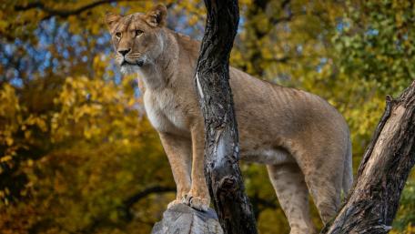 Majestic Lioness in Autumn Forest Scene wallpaper