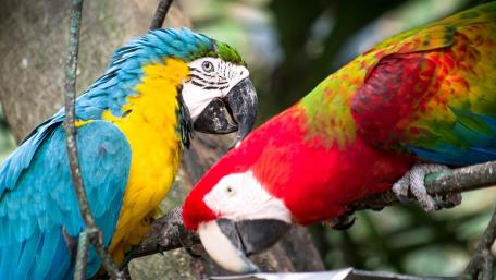 Vibrant Scarlet Macaws in Nature wallpaper