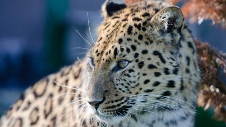 North-Chinese leopard wallpaper