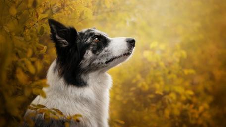 Majestic Border Collie in Autumn Glow wallpaper