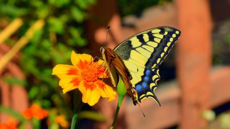 Swallowtail butterfly wallpaper