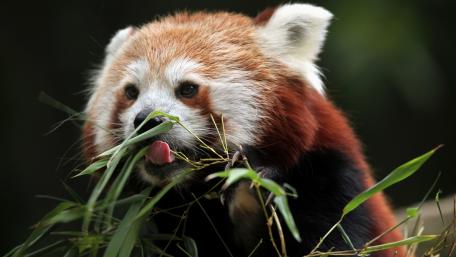 Adorable Red Panda Enjoying Bamboo Snack wallpaper