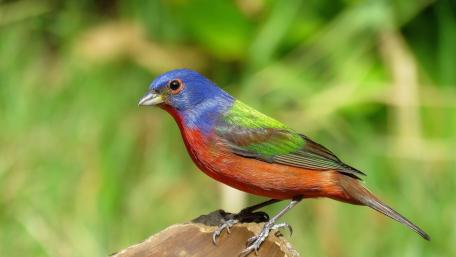 Vibrant Bird Perched on a Log wallpaper