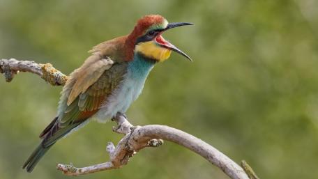 European bee-eater wallpaper