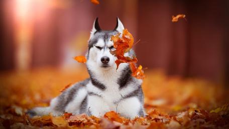Autumn Serenity with a Husky Dog wallpaper